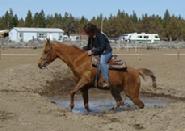 horse riding lessons
