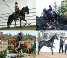 horse training, riding lessons, Bend, Oregon
