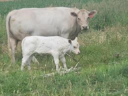 Murray Grey Heifer for sale